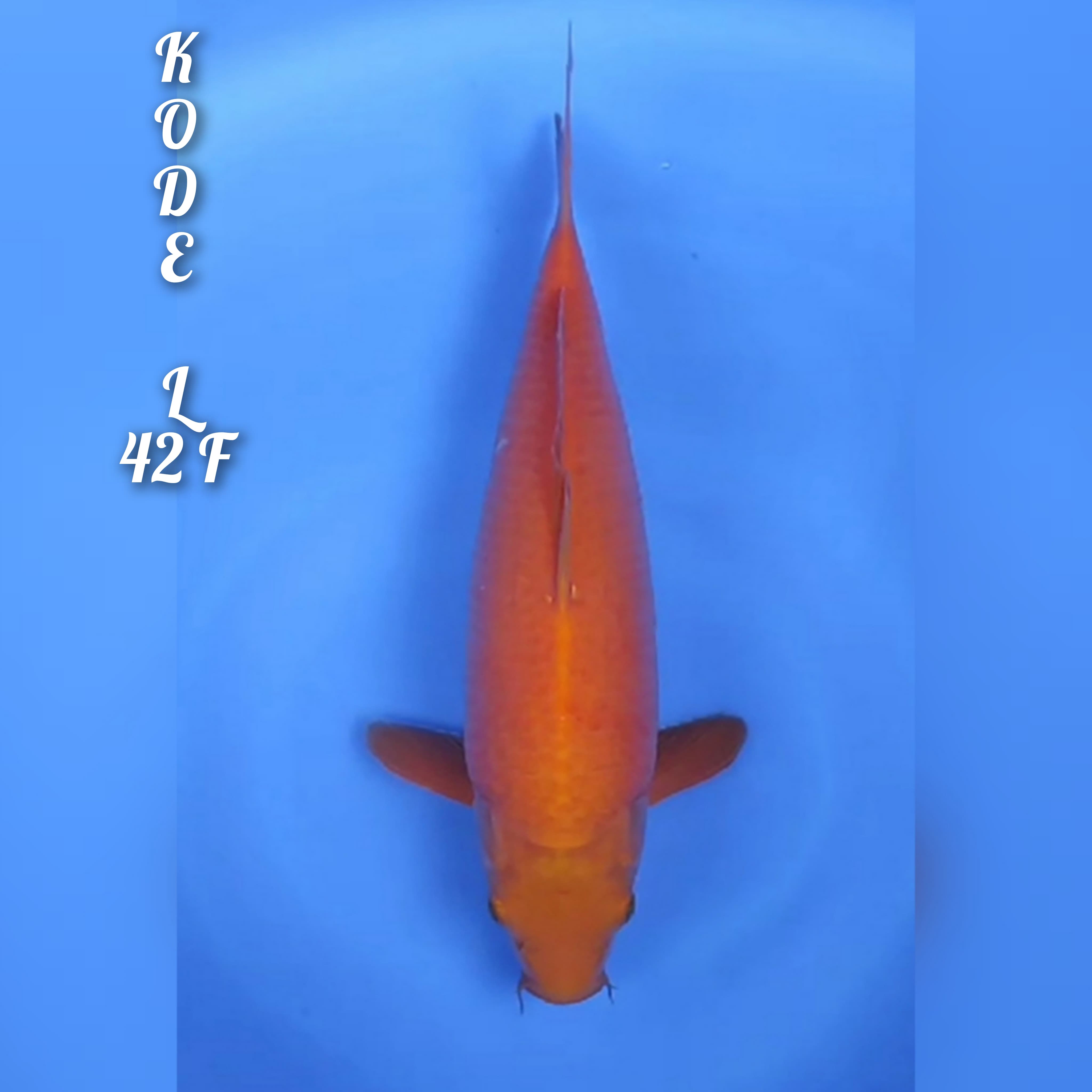 KARASI MANGO BODI JUMBO 42cm