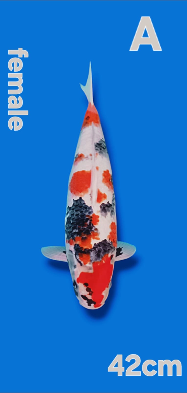 SHOWA 42cm