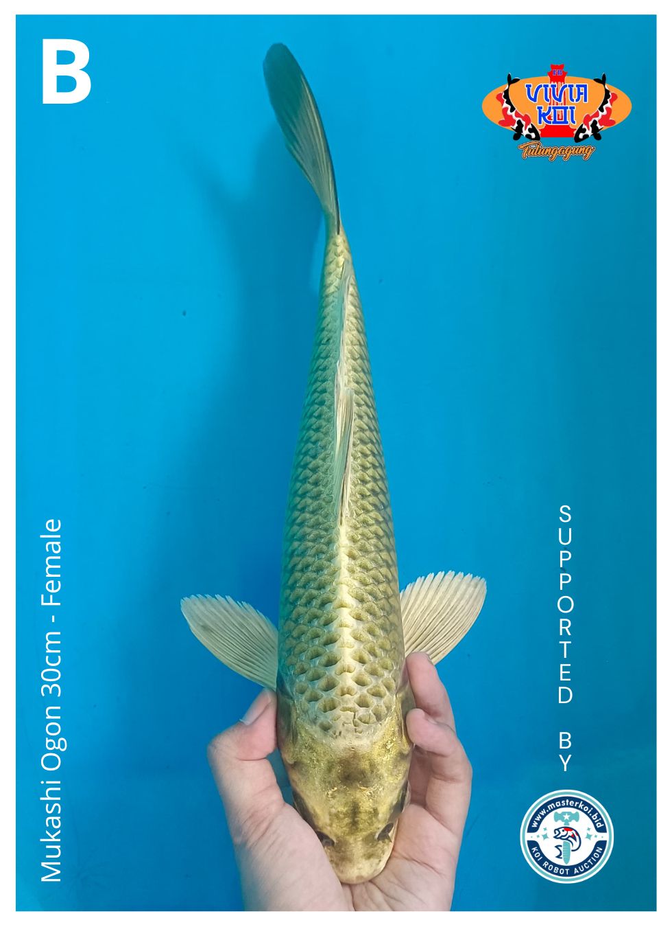 MUKASHI OGON 30cm