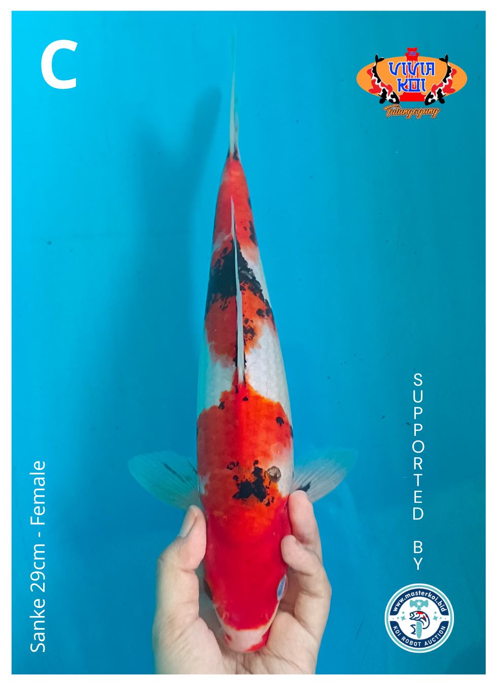 SANKE 29cm