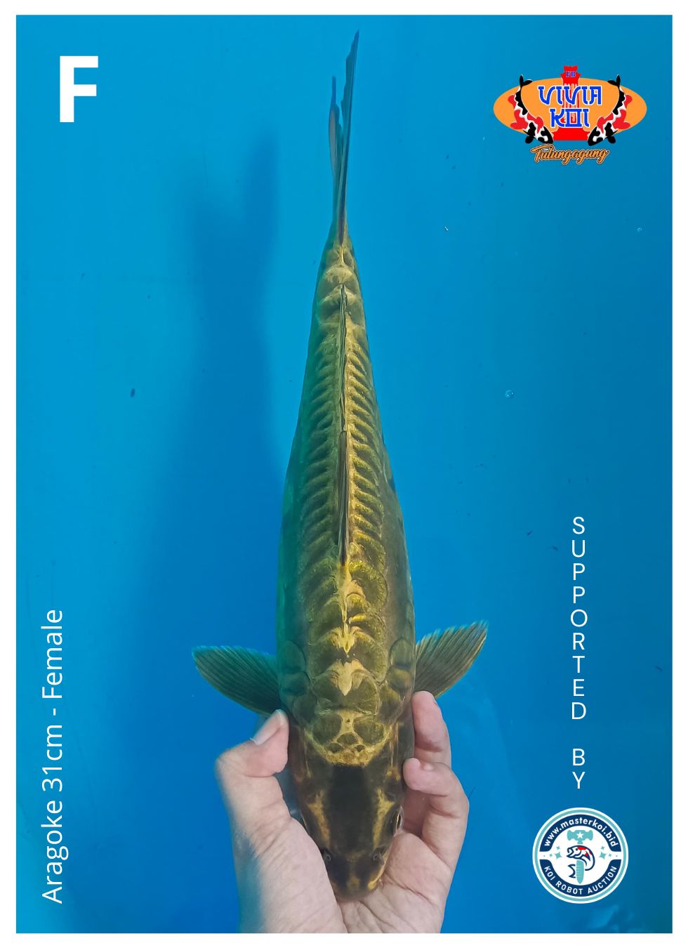 ARAGOKE 31cm