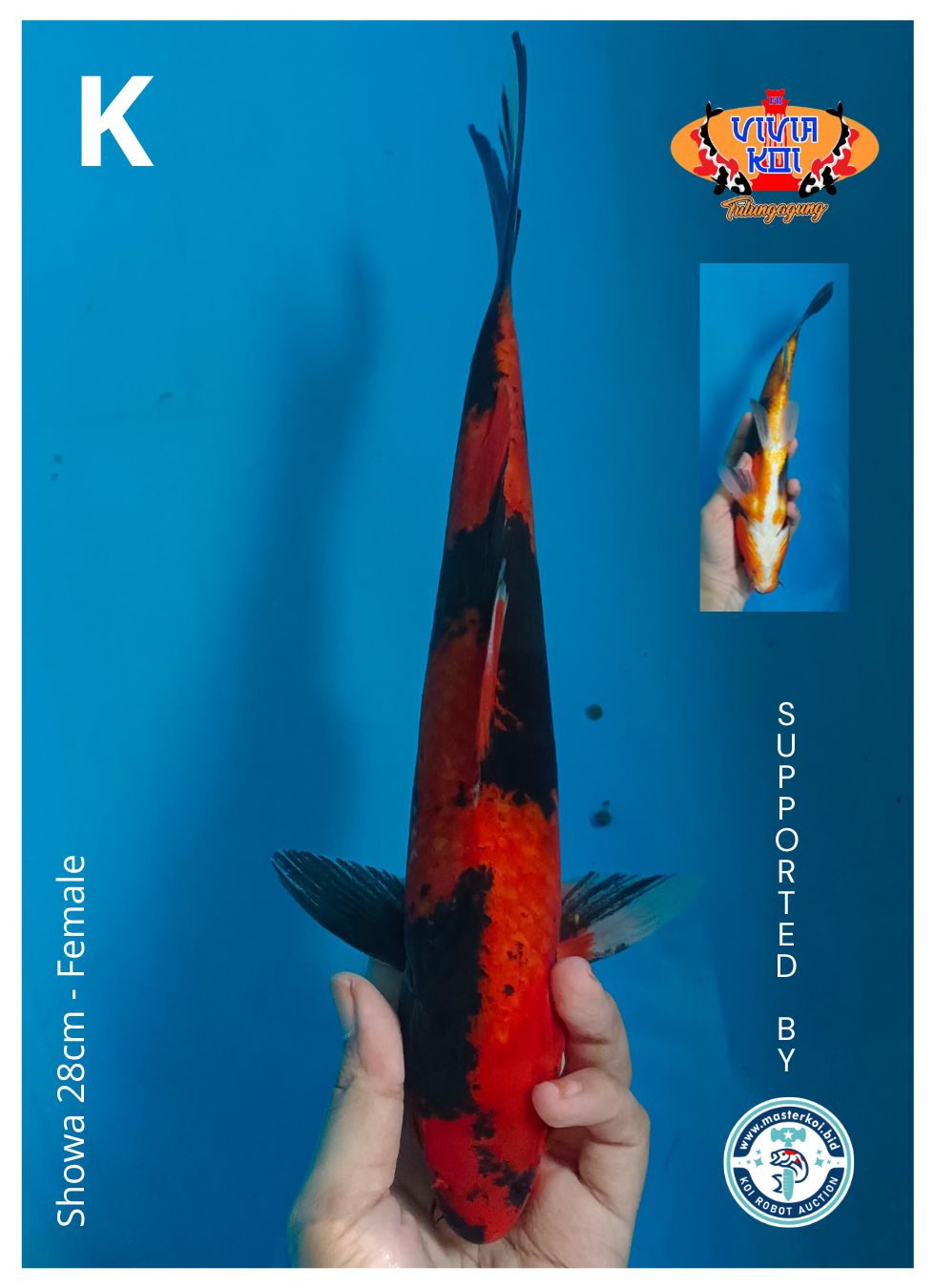 SHOWA 28cm