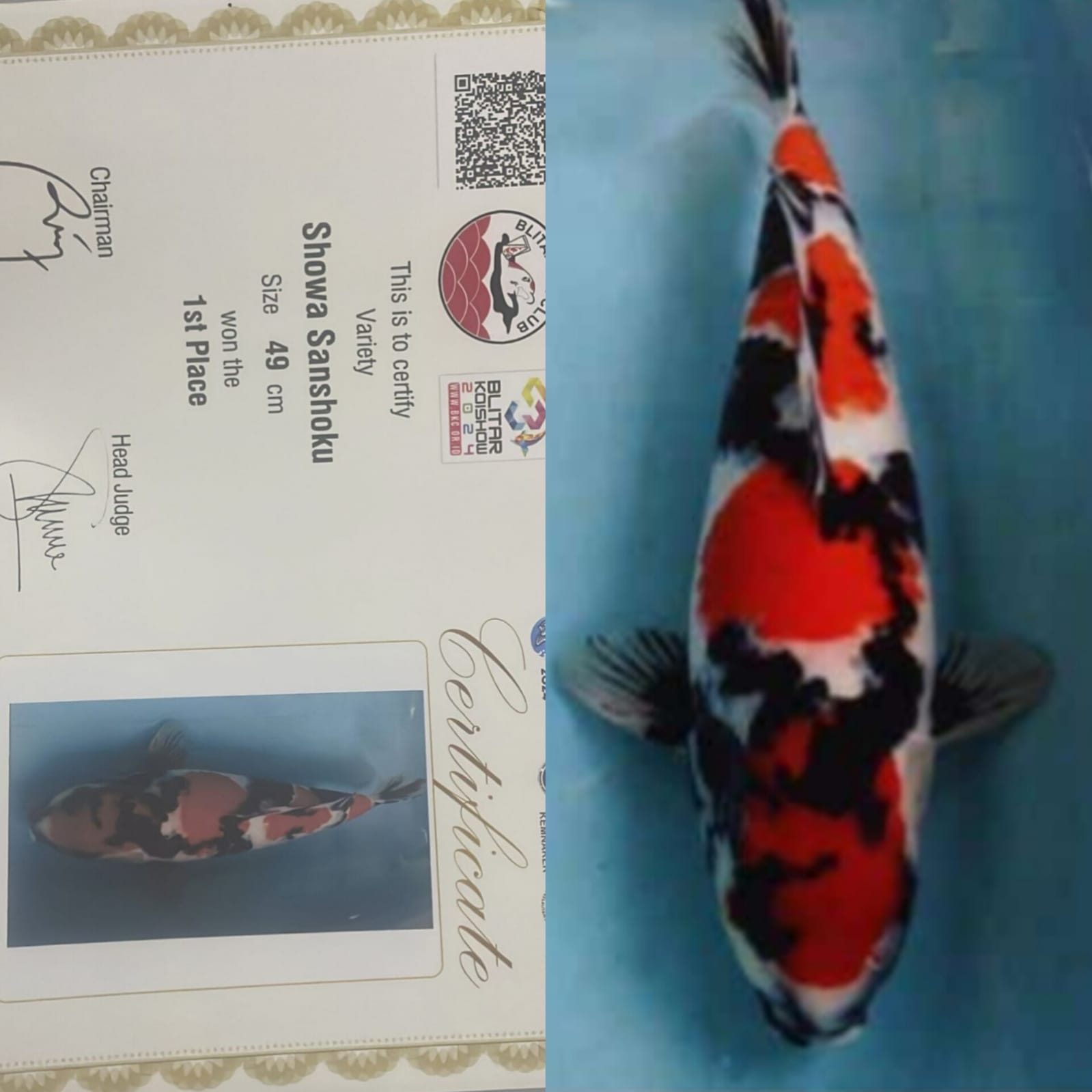 IKAN KELAS SULTAN SHOWA SHANSOKU JUMBO ISTIMEWA TURUN PERDANA BERSERTIFIKAT JUARA 1 DI PIALA PRESIDEN LOKASI MADIUN 52cm