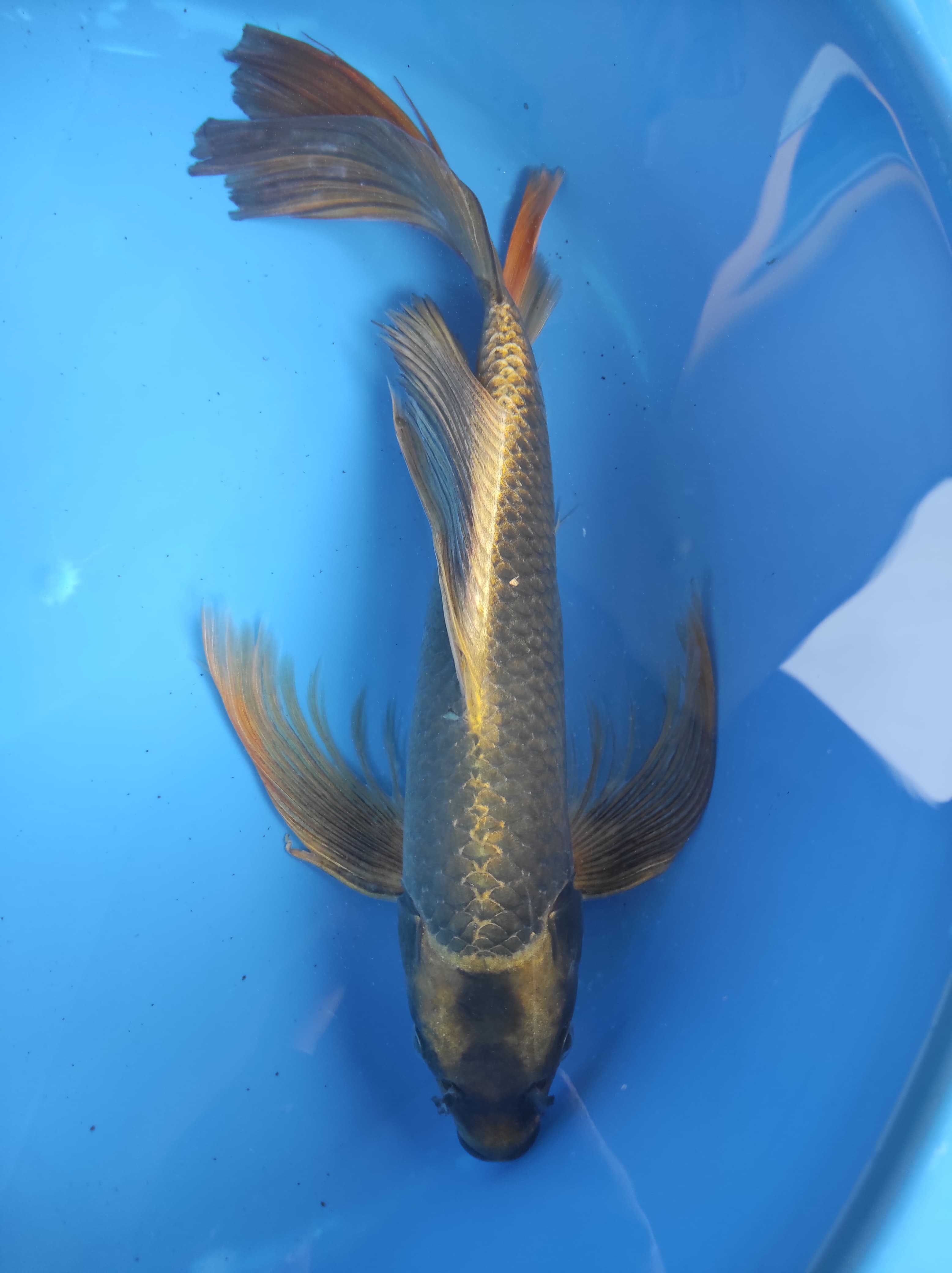 GOLD MUKASHI SLAYER 43cm