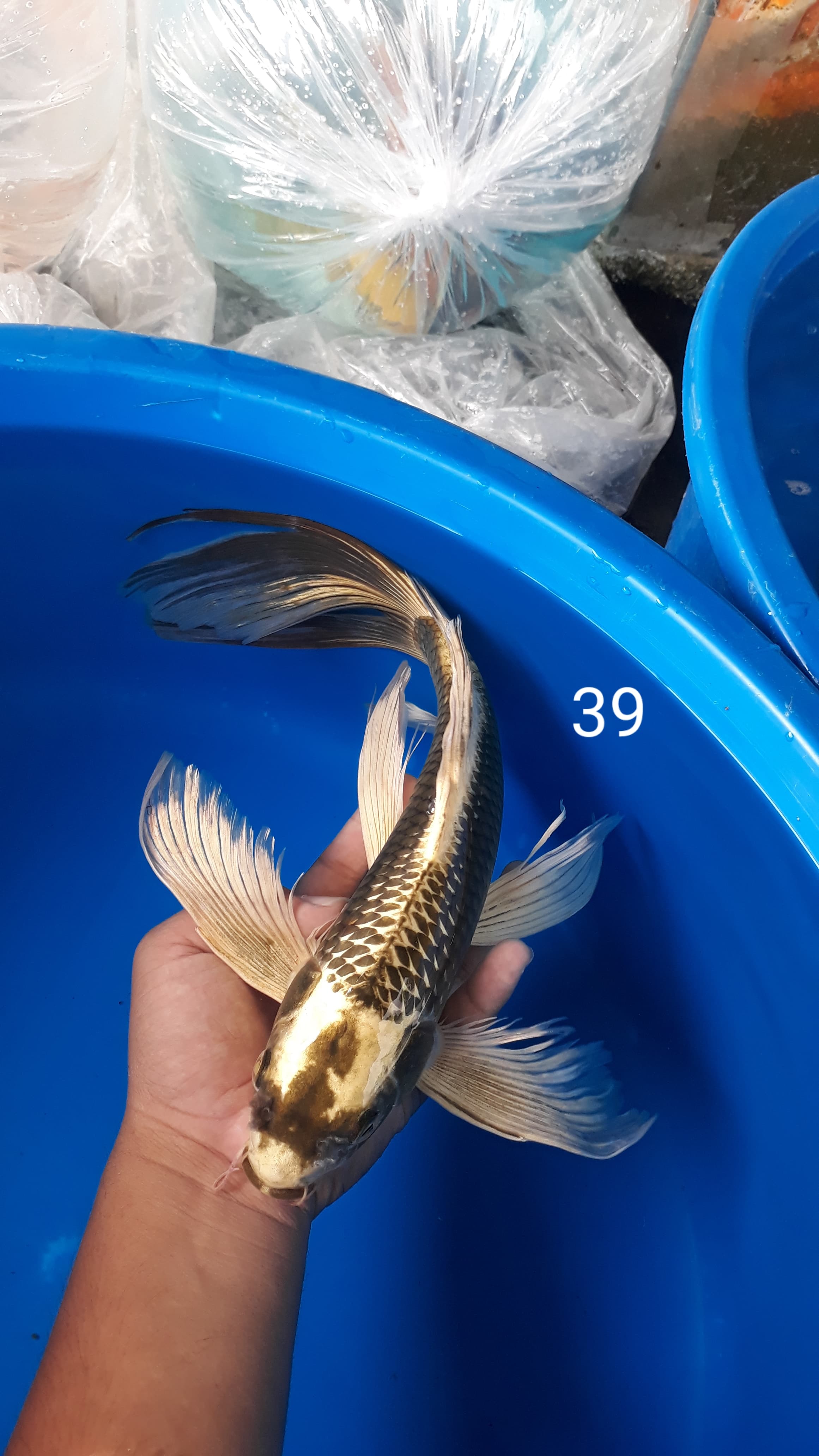 SLAYER MUKASHI 39cm