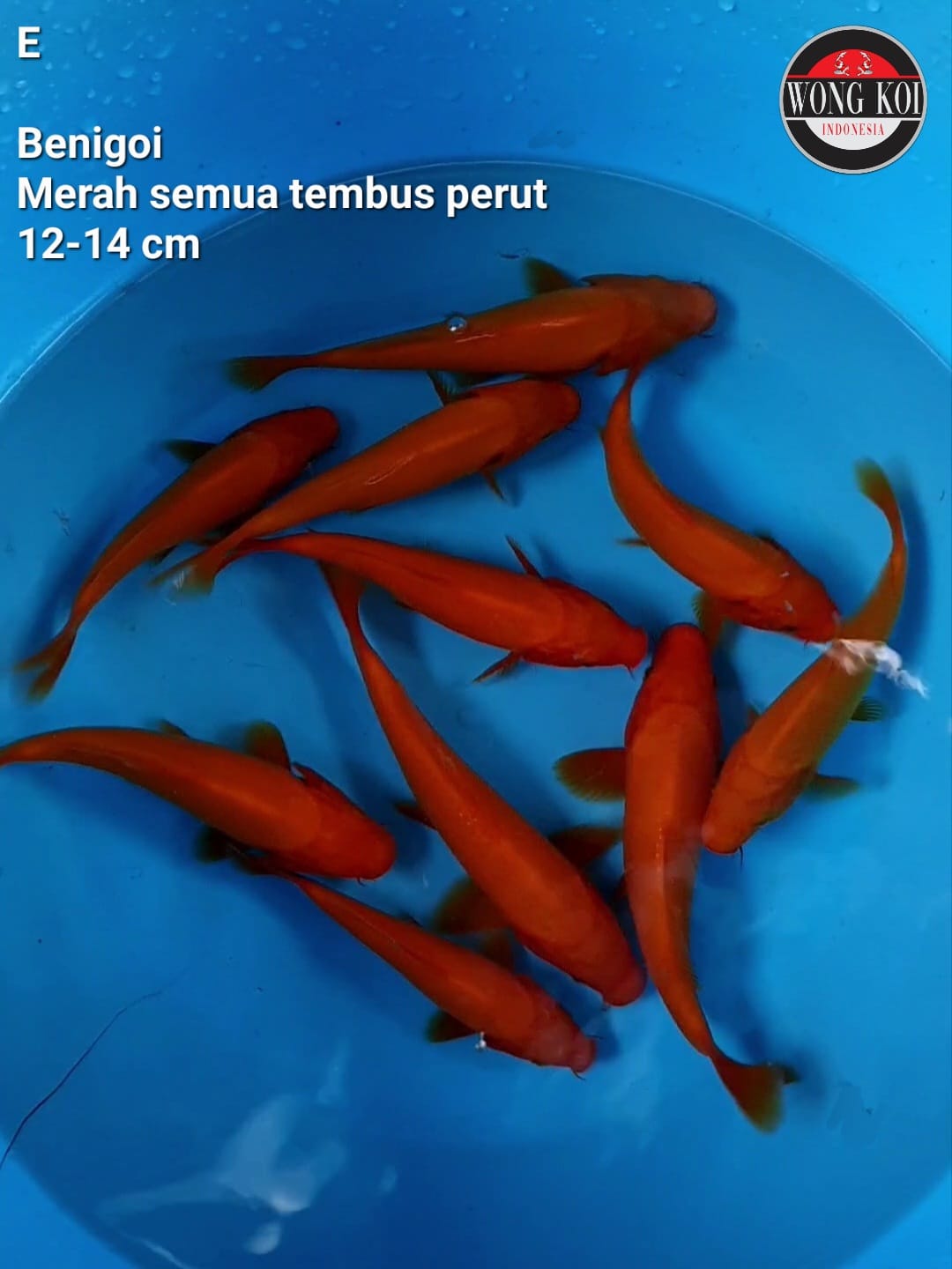 BENIGOI 10 EKOR SEMUA MERAHNYA TEMBUS PERUT SUZE 12 14cm