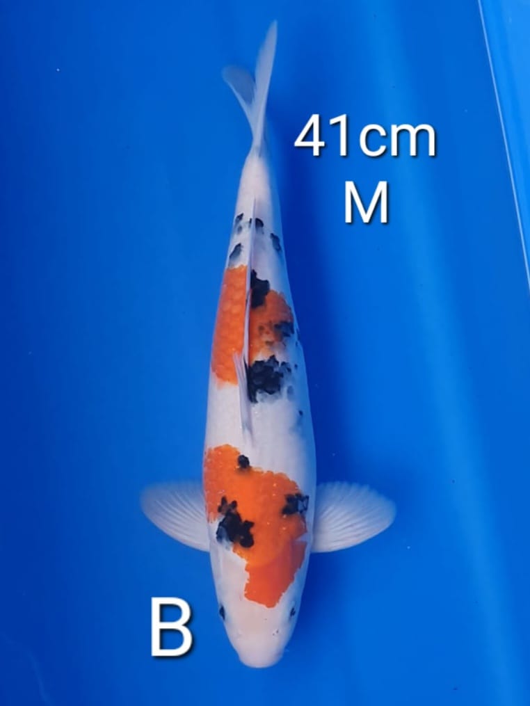 SANKE 41cm