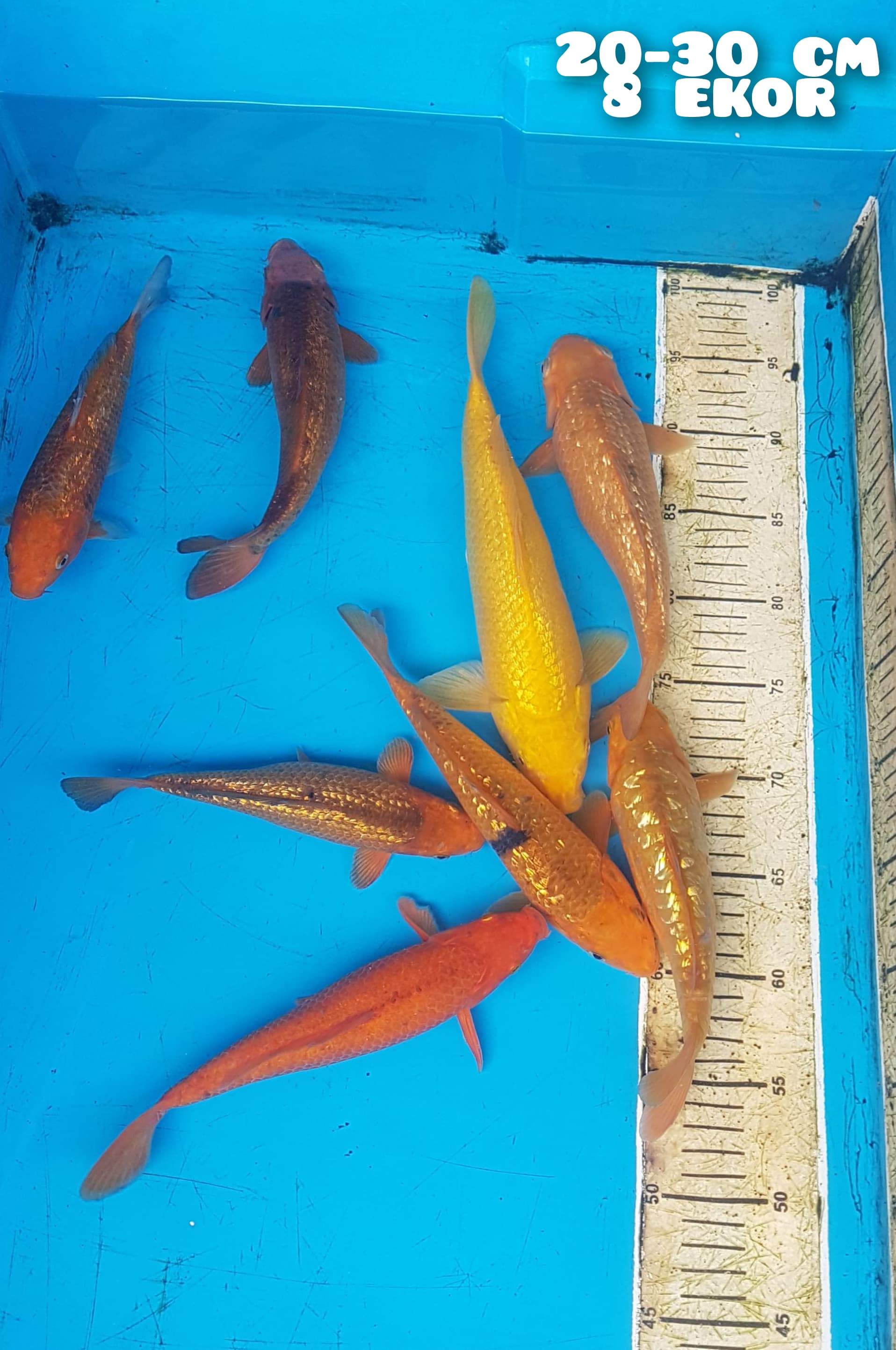 PAKET POLOSAN MIX 2030cm