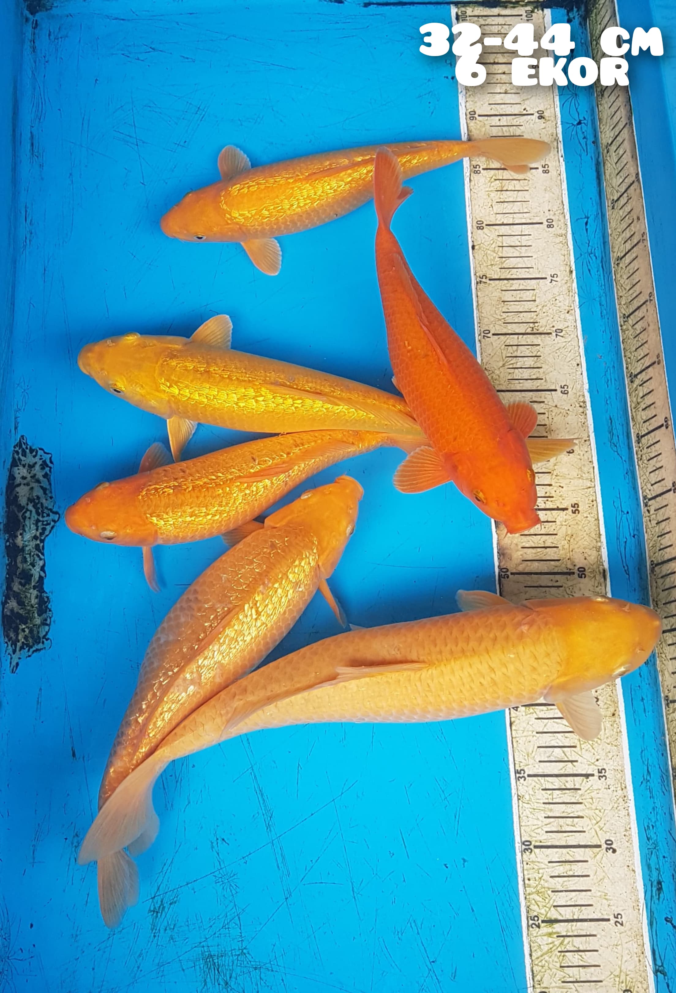 PAKET POLOSAN MIX 3244cm