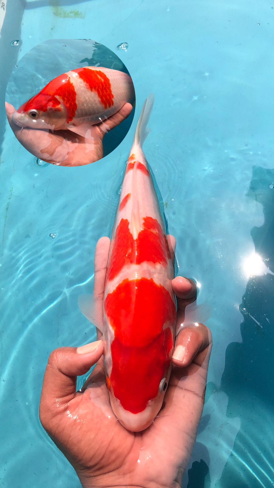 Lelang Koi Online, Jual Beli Ikan Koi, Pusat Jual Beli Koi, Info Lelang Koi Hari Ini, Platform Jual Beli Koi, Jual Beli Ikan Koi Online, Marketplace Ikan Koi, Jual Koi Terbaik, Tempat Beli Koi Berkualitas, Pasar Ikan Koi Online Terpercaya, Penjual Ikan Koi Terpercaya, Beli Koi Hias Online, Ikan Koi untuk Dijual, Koi Kualitas Terbaik, Toko Online Ikan Koi, Koi Hias Untuk Dijual, Jual Beli Ikan Koi Lokal, Koi Indonesia Online, Pusat Jual Beli Koi Terbesar