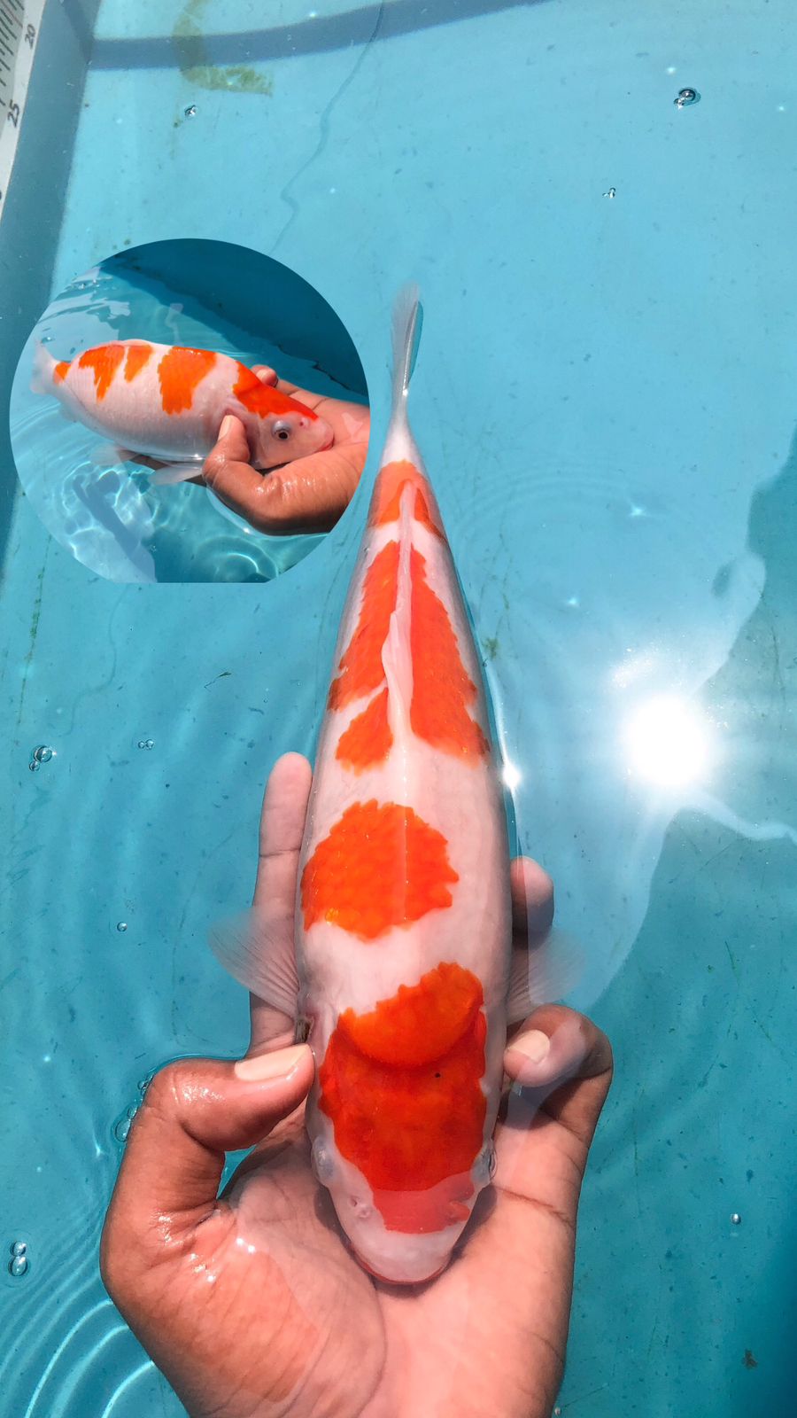 Lelang Koi Online, Jual Beli Ikan Koi, Pusat Jual Beli Koi, Info Lelang Koi Hari Ini, Platform Jual Beli Koi, Jual Beli Ikan Koi Online, Marketplace Ikan Koi, Jual Koi Terbaik, Tempat Beli Koi Berkualitas, Pasar Ikan Koi Online Terpercaya, Penjual Ikan Koi Terpercaya, Beli Koi Hias Online, Ikan Koi untuk Dijual, Koi Kualitas Terbaik, Toko Online Ikan Koi, Koi Hias Untuk Dijual, Jual Beli Ikan Koi Lokal, Koi Indonesia Online, Pusat Jual Beli Koi Terbesar