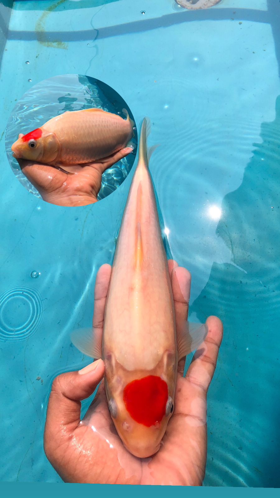 Lelang Koi Online, Jual Beli Ikan Koi, Pusat Jual Beli Koi, Info Lelang Koi Hari Ini, Platform Jual Beli Koi, Jual Beli Ikan Koi Online, Marketplace Ikan Koi, Jual Koi Terbaik, Tempat Beli Koi Berkualitas, Pasar Ikan Koi Online Terpercaya, Penjual Ikan Koi Terpercaya, Beli Koi Hias Online, Ikan Koi untuk Dijual, Koi Kualitas Terbaik, Toko Online Ikan Koi, Koi Hias Untuk Dijual, Jual Beli Ikan Koi Lokal, Koi Indonesia Online, Pusat Jual Beli Koi Terbesar