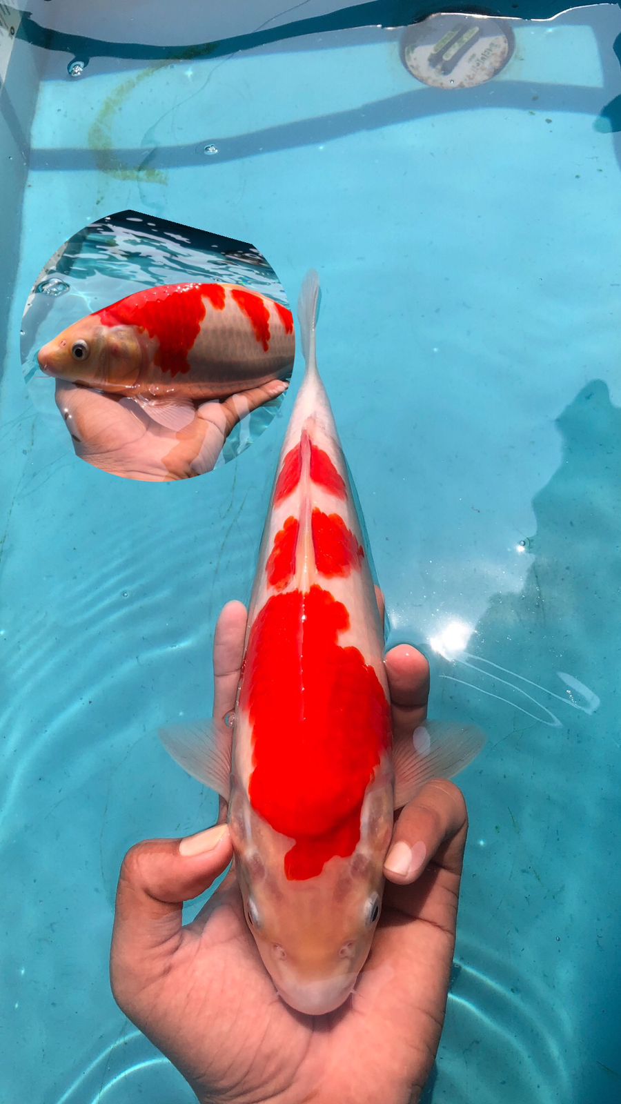 KOHAKU AKF 30cm