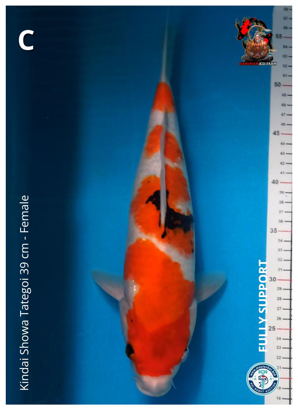 KINDAI SHOWA TATEGOI 39cm
