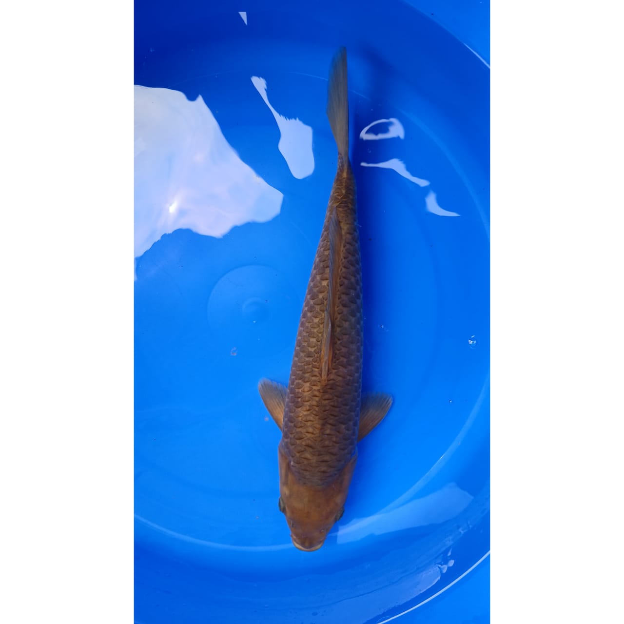 CARAMEL JUMBO ISTIMEWA LOKASI INDRAMAYU 40cm