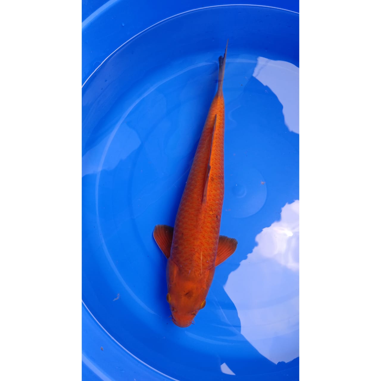 CARAMEL JAGUNG BAKAR JUMBO ISTIMEWA LOKASI INDRAMAYU 42cm