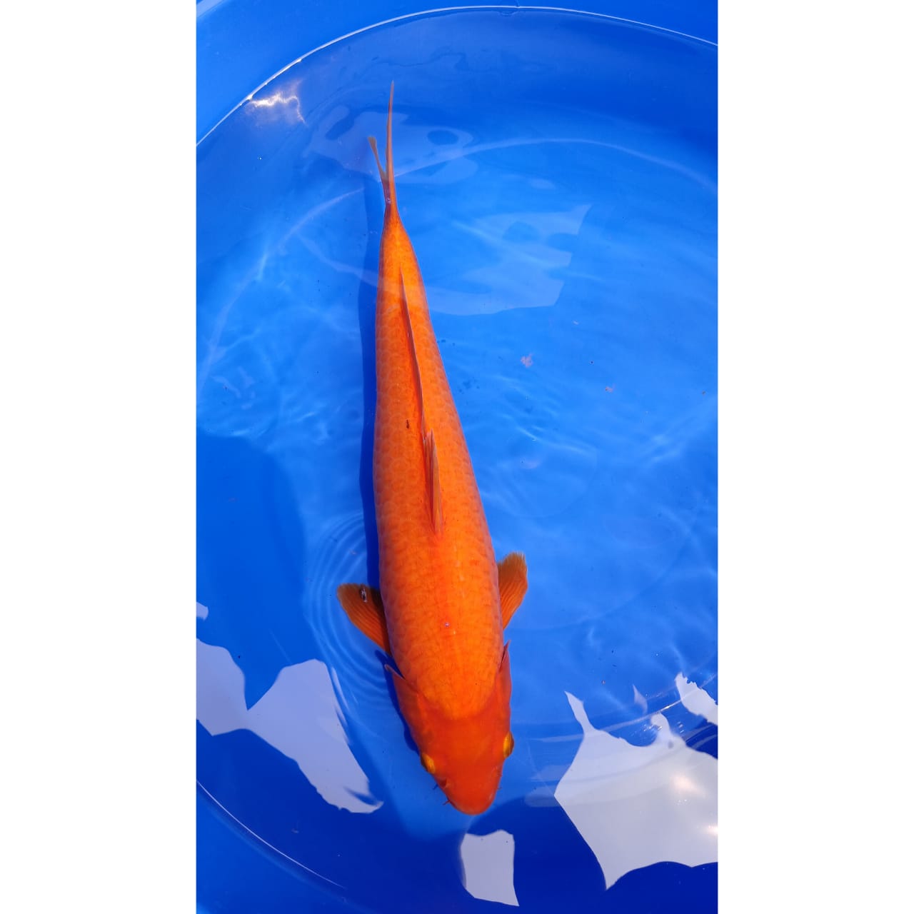 CARAMEL MALE JUMBO ISTIMEWA LOKASI INDRAMAYU 43cm