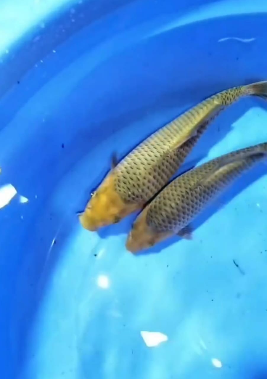 PKT 2 EKOR CARAMEL BODY BADAK LOKASI IKAN BLITAR 2728cm