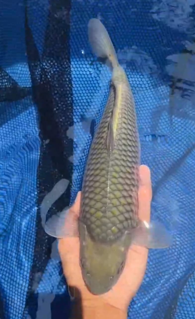 SORAGOI PUNUK BODY BADAK LOKASI IKAN BLITAR 32cm