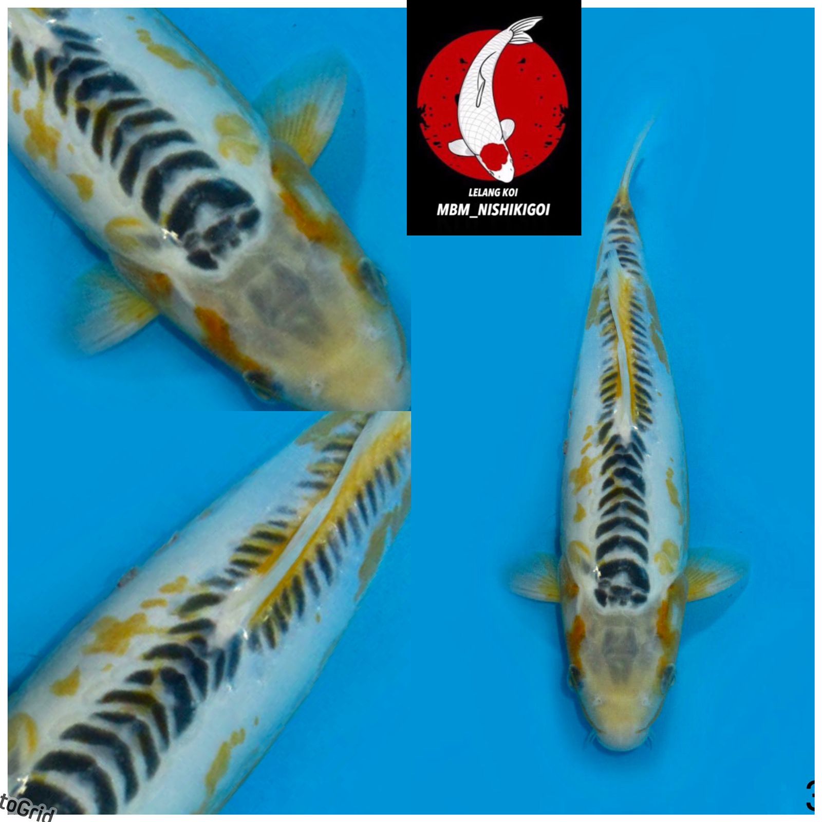 SHUSUI KUNING ANTIK UNCHEK 36cm