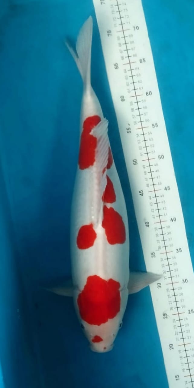 KOHAKU DOIT JANTAN TULEN JUMBO ISTIMEWA LOKASI IKAN DEPOK 50cm