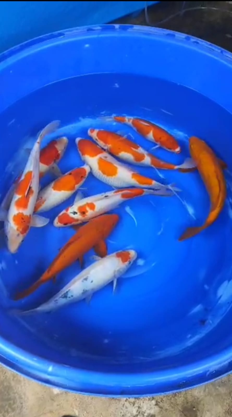 PKT 10 EKOR MIX CAMPUR LOKASI IKAN DI BLITAR 3040cm