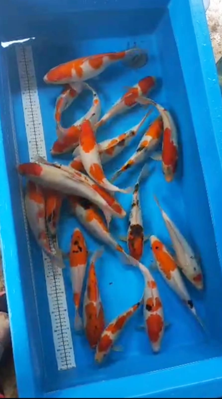 PKT 20 EKOR MIX CAMPUR LOKASI IKAN DI BLITAR 2534cm