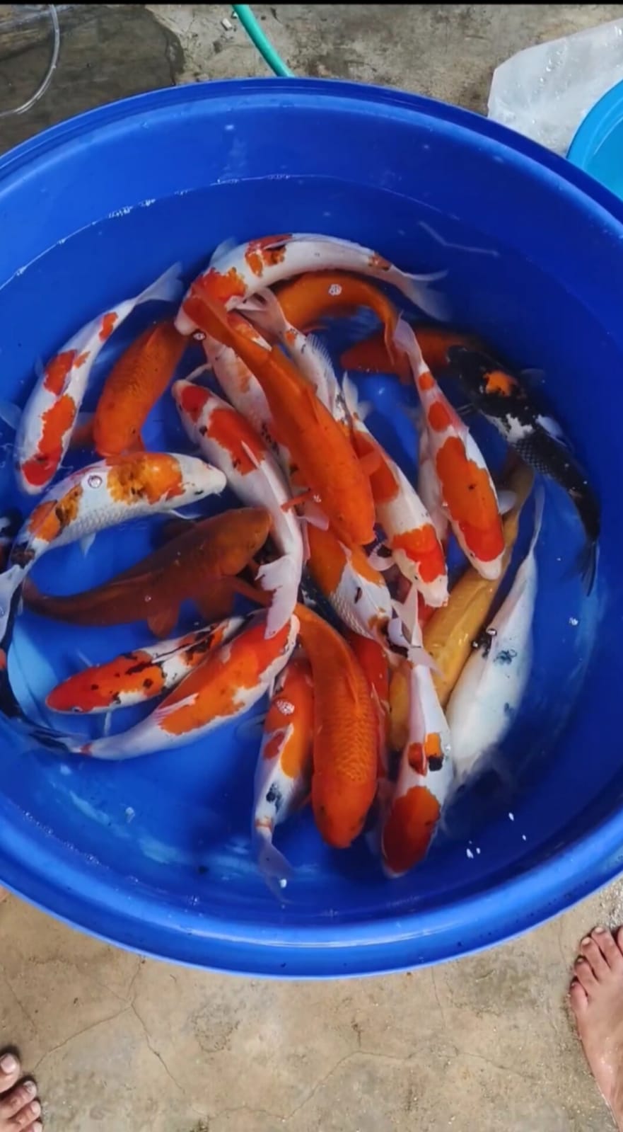 PKT 30 EKOR MIX CAMPUR LOKASI IKAN DI BLITAR 29cm40cm