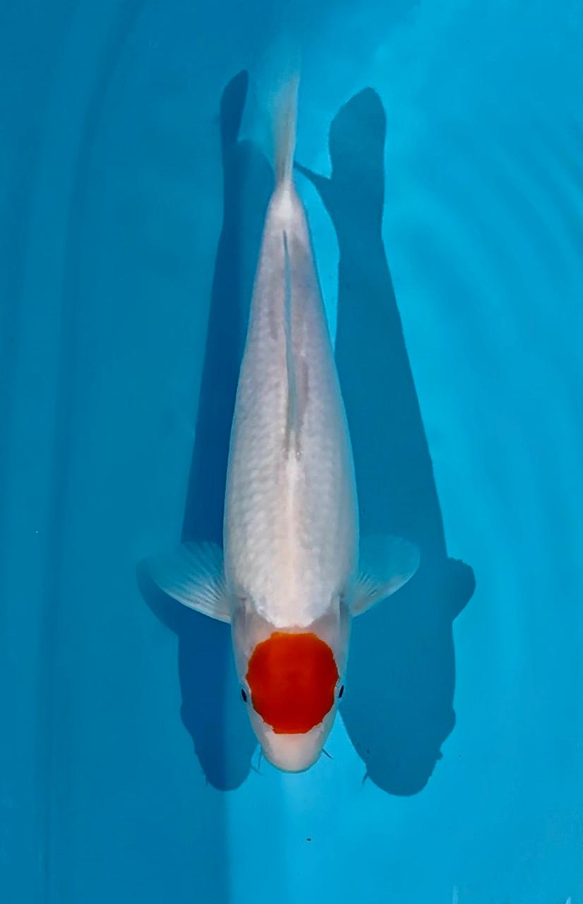 TANCHO AKF BLOODLINE 31cm
