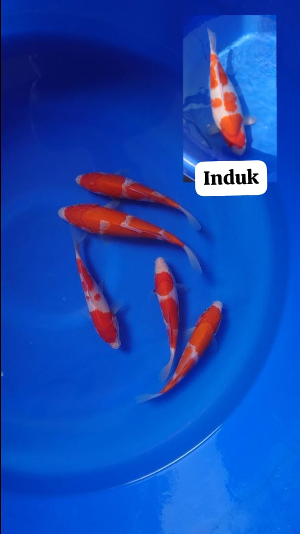 KOHAKU AKF BLODLINE SANGAT LAYAK DI BESARLAN BREEDER KANDANG KOI KEDIRI 1520cm