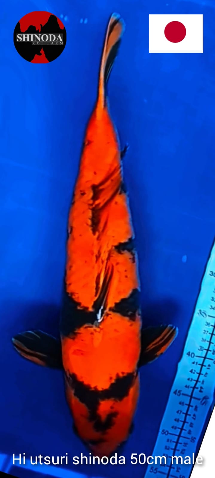 HI UTSURI SHINODA 50cm