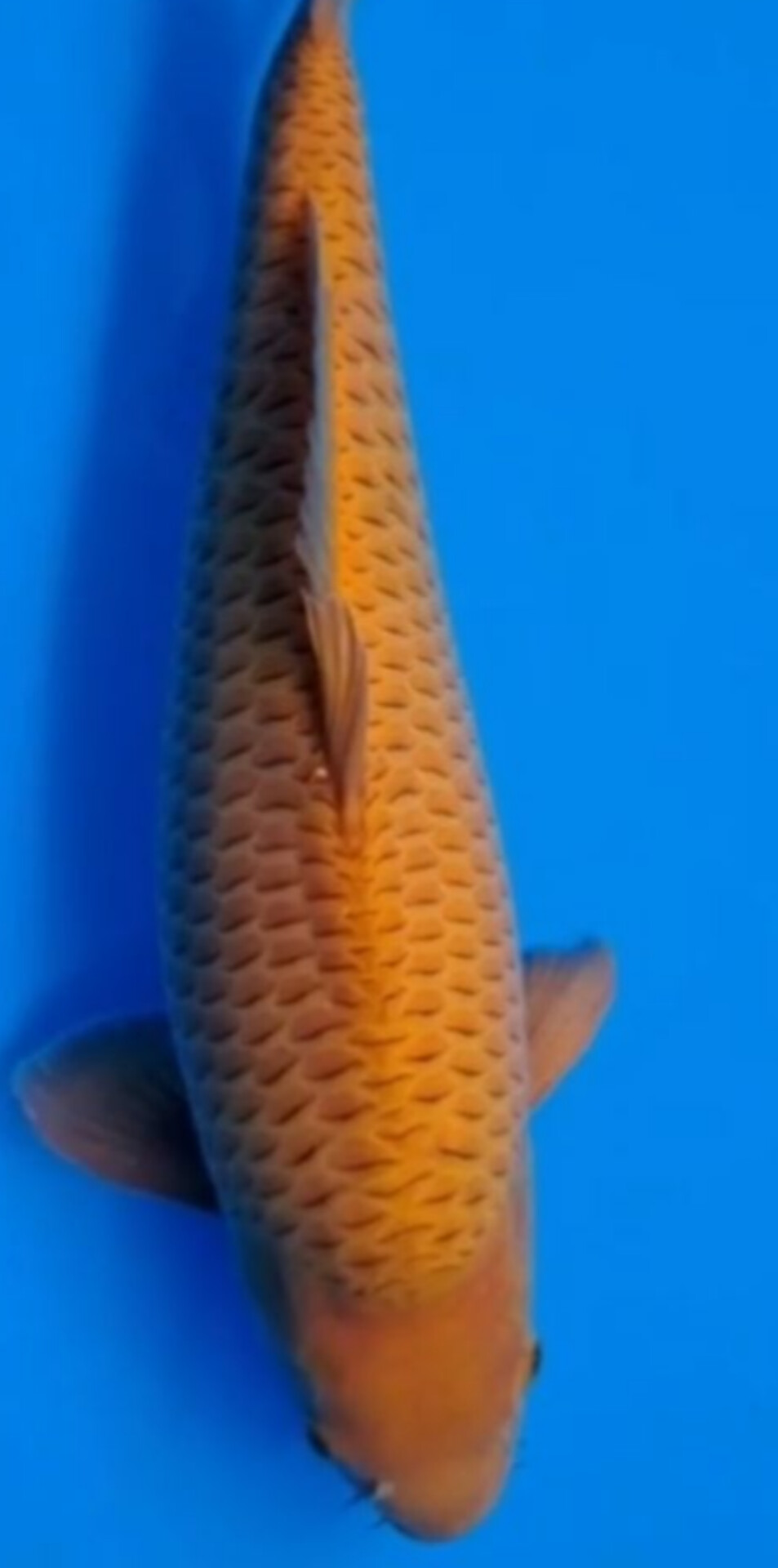 SUPER CARAMEL SQ JUMBO ISTIMEWA LOKASI MADIUN 56cm