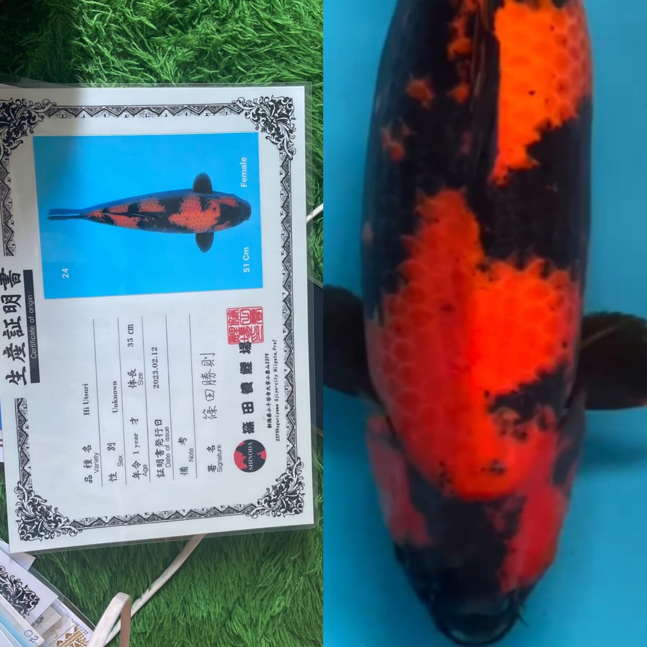 HIUTSURI IMPORT CERTIFIKAT SHINODA KOI FARM JAPAN JUMBO LOKASI TULUNGAGUNG 60cm