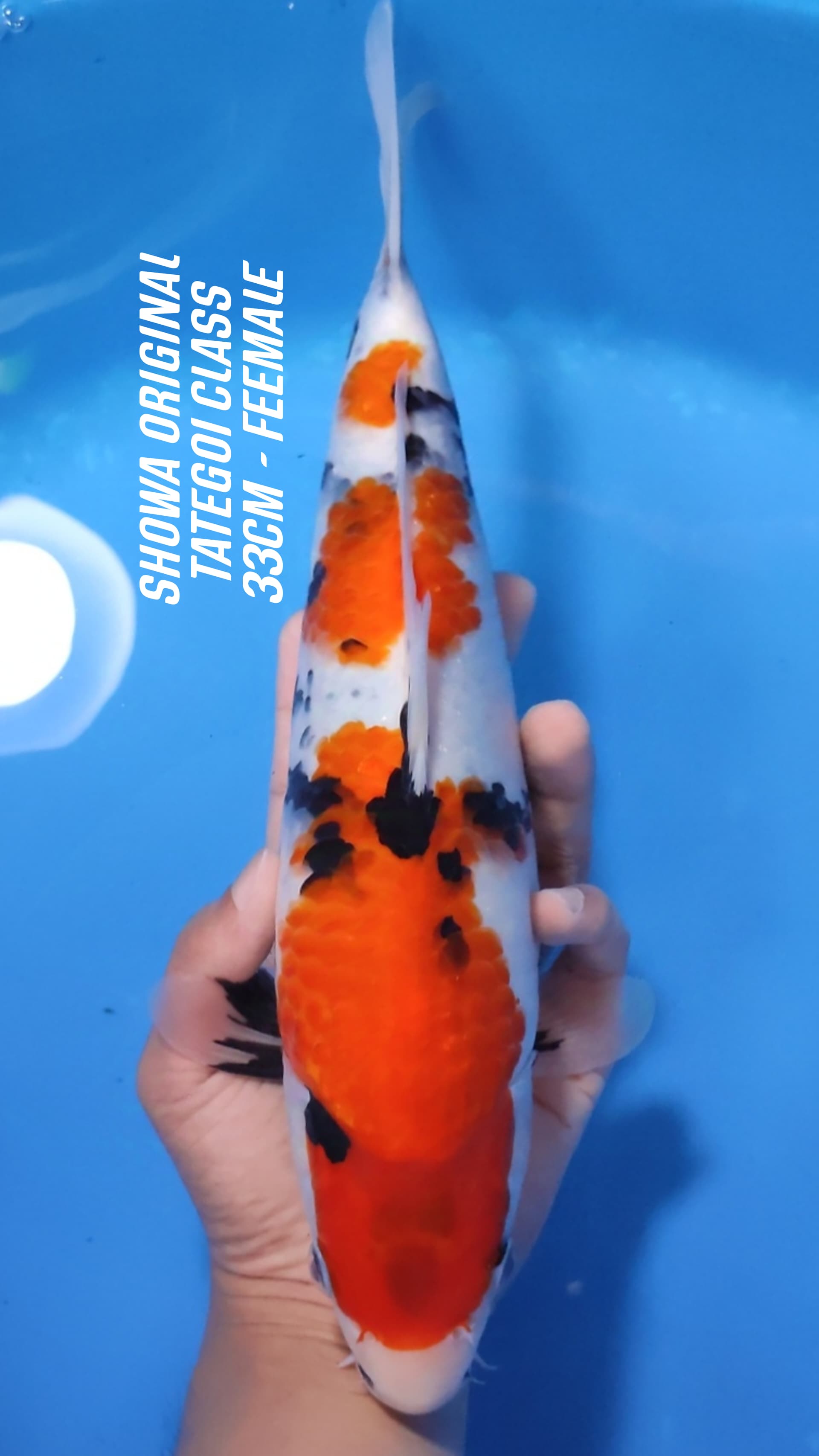 SHOWA TATEGOI CLASS ORIGINAL 33cm