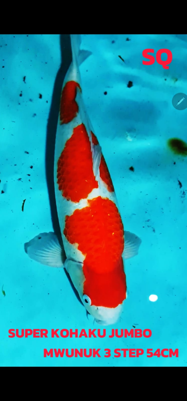 SUPER KOHAKU JUMBO SQ 3 STEP MWUNUK POLA ISTIMEWA IDAMAN PARA SULTAN 54cm
