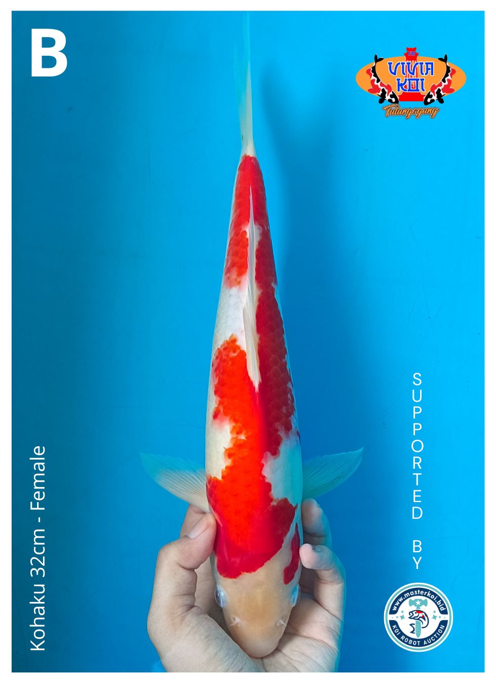 KOHAKU 32cm