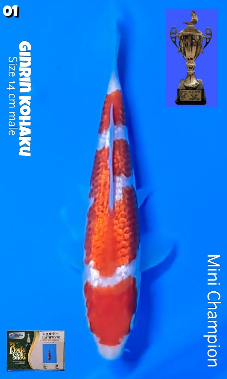 KOHAKU SHOW QUALITY 14cm
