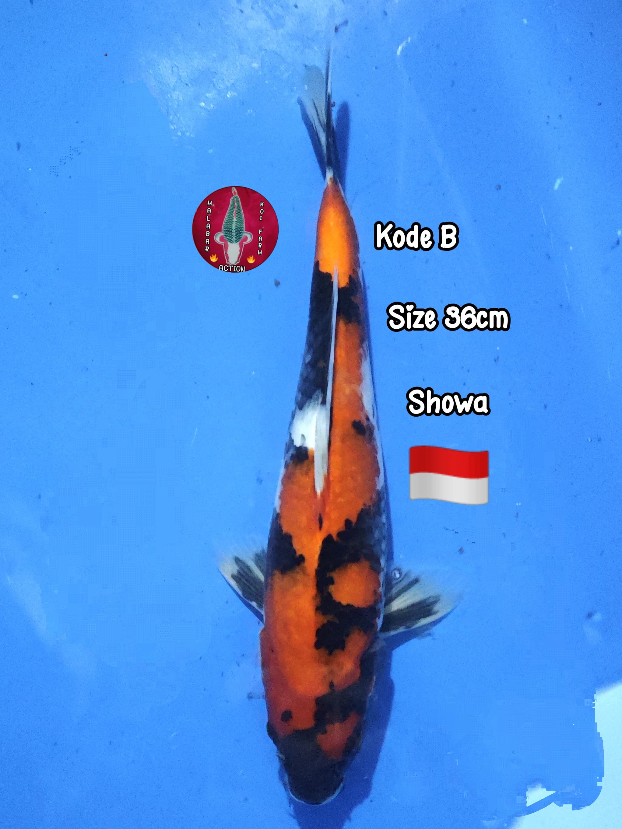 SHOWA STRONG COLOUR BREED LOKAL BREEDER 36cm
