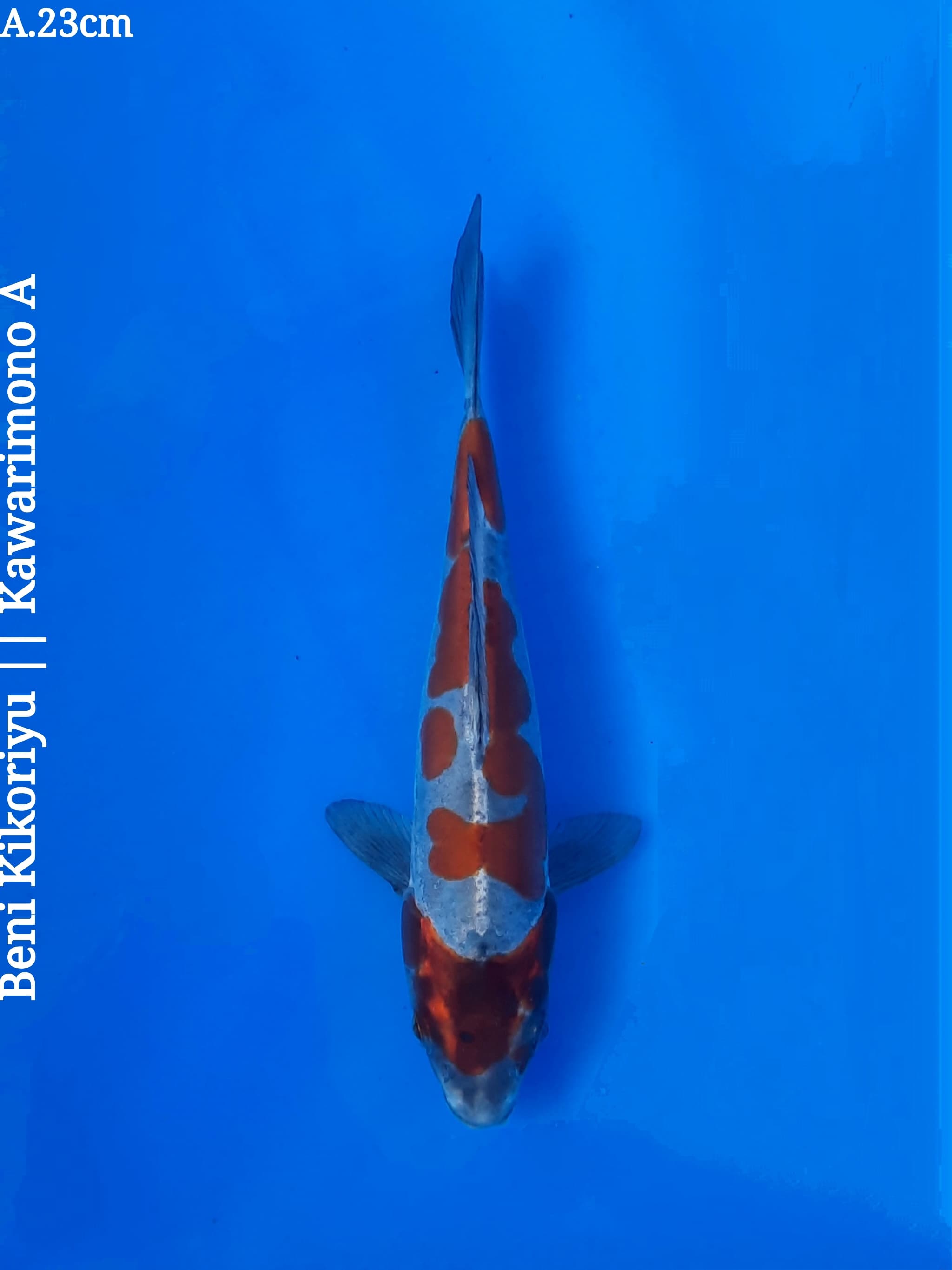 BENI KIKORUYU KEEP FOR SHOW 23cm