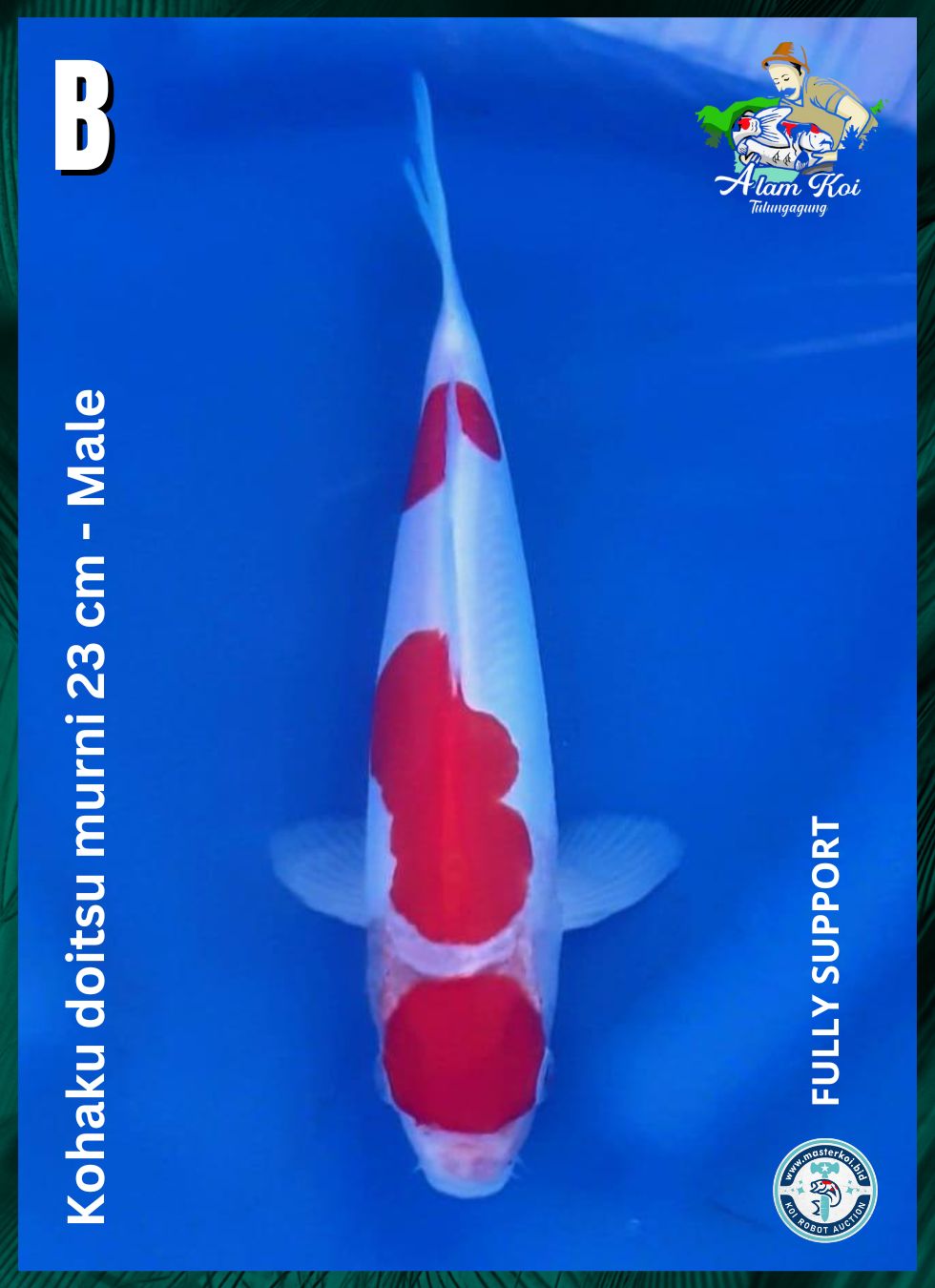 KOHAKU DOITSU MURNI 23cm