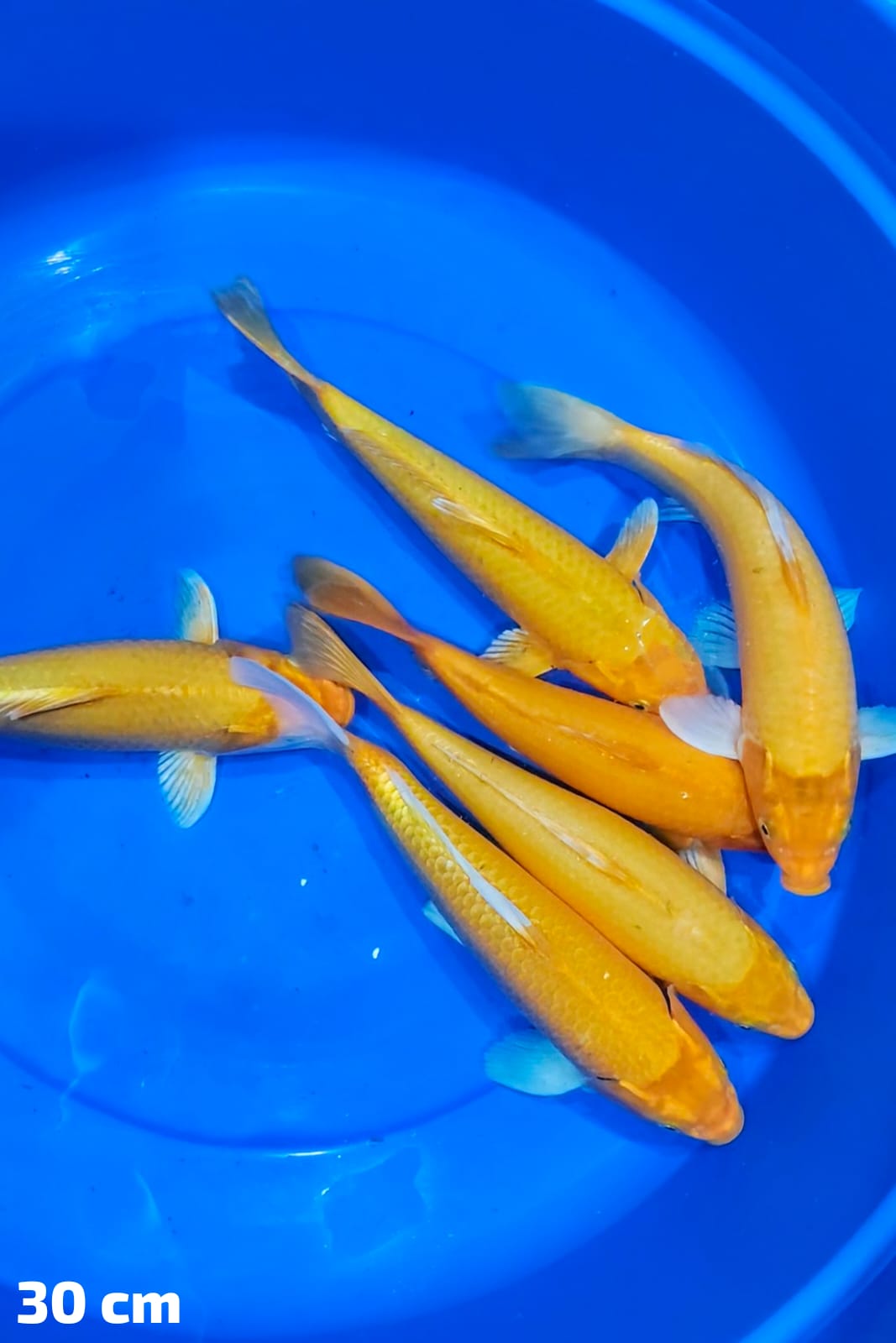 6 EKOR OGON 30cm