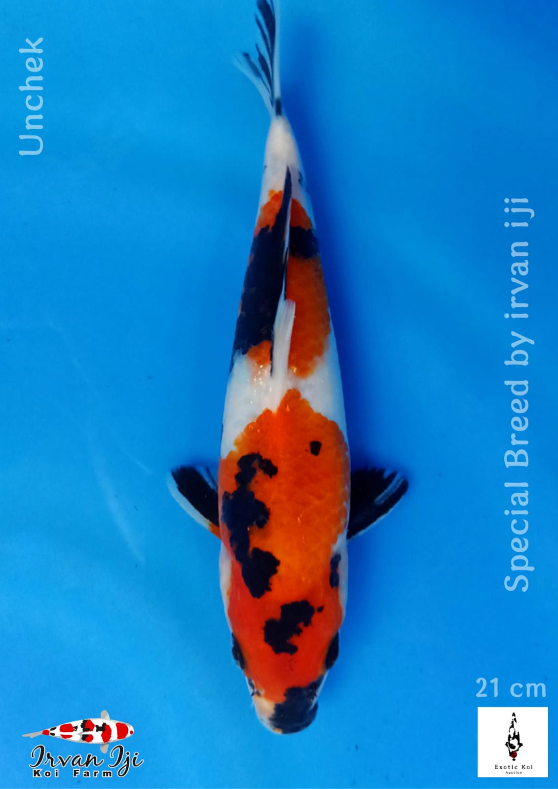 Lelang Koi Online, Jual Beli Ikan Koi, Pusat Jual Beli Koi, Info Lelang Koi Hari Ini, Platform Jual Beli Koi, Jual Beli Ikan Koi Online, Marketplace Ikan Koi, Jual Koi Terbaik, Tempat Beli Koi Berkualitas, Pasar Ikan Koi Online Terpercaya, Penjual Ikan Koi Terpercaya, Beli Koi Hias Online, Ikan Koi untuk Dijual, Koi Kualitas Terbaik, Toko Online Ikan Koi, Koi Hias Untuk Dijual, Jual Beli Ikan Koi Lokal, Koi Indonesia Online, Pusat Jual Beli Koi Terbesar