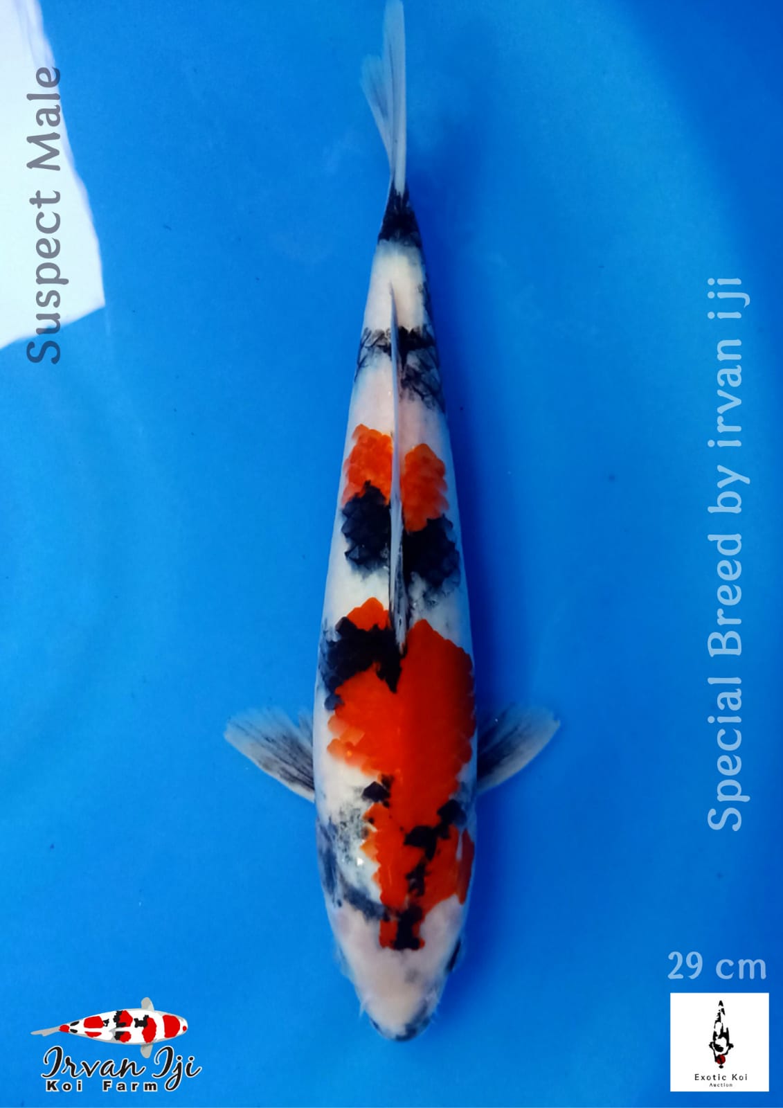 Lelang Koi Online, Jual Beli Ikan Koi, Pusat Jual Beli Koi, Info Lelang Koi Hari Ini, Platform Jual Beli Koi, Jual Beli Ikan Koi Online, Marketplace Ikan Koi, Jual Koi Terbaik, Tempat Beli Koi Berkualitas, Pasar Ikan Koi Online Terpercaya, Penjual Ikan Koi Terpercaya, Beli Koi Hias Online, Ikan Koi untuk Dijual, Koi Kualitas Terbaik, Toko Online Ikan Koi, Koi Hias Untuk Dijual, Jual Beli Ikan Koi Lokal, Koi Indonesia Online, Pusat Jual Beli Koi Terbesar