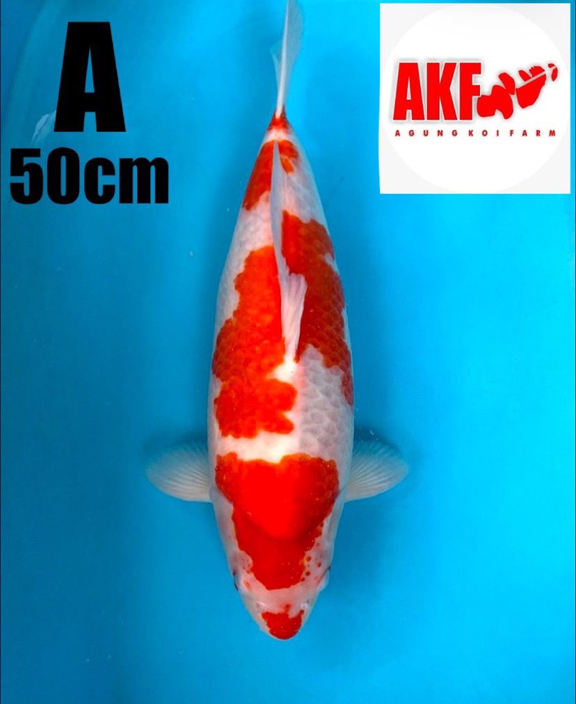 KOHAKU AKF MERAH SUPERBULKY 50cm