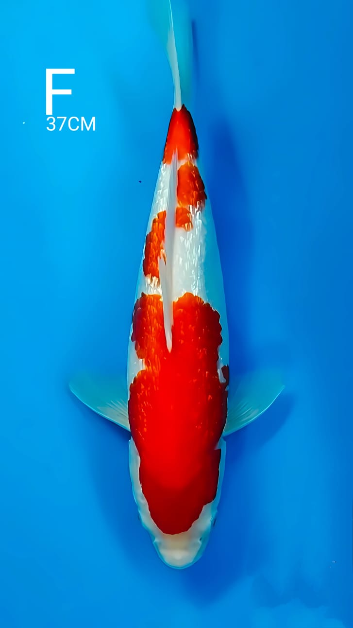 KOHAKU GINRIN 37cm