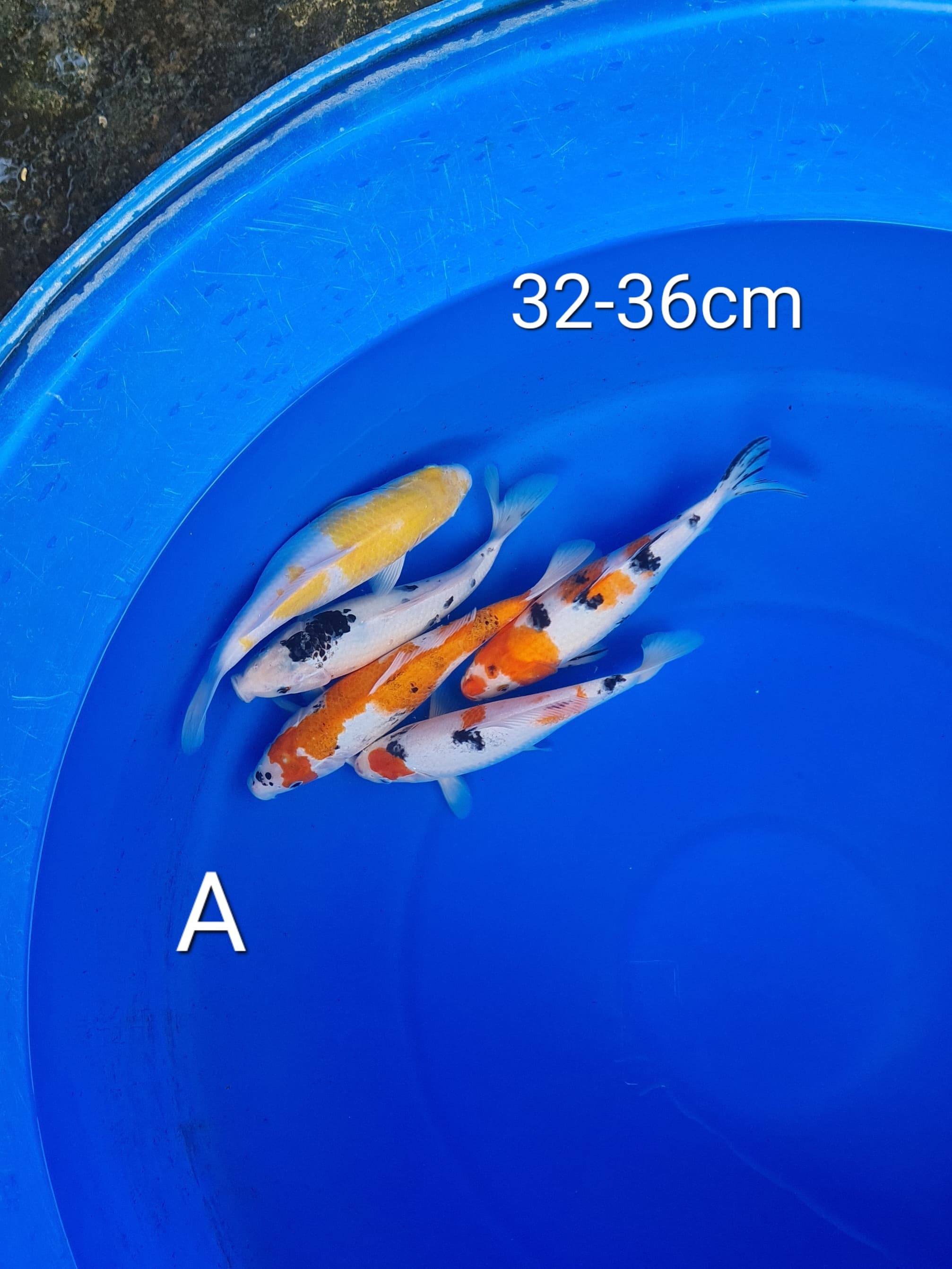 MIX A 34cm