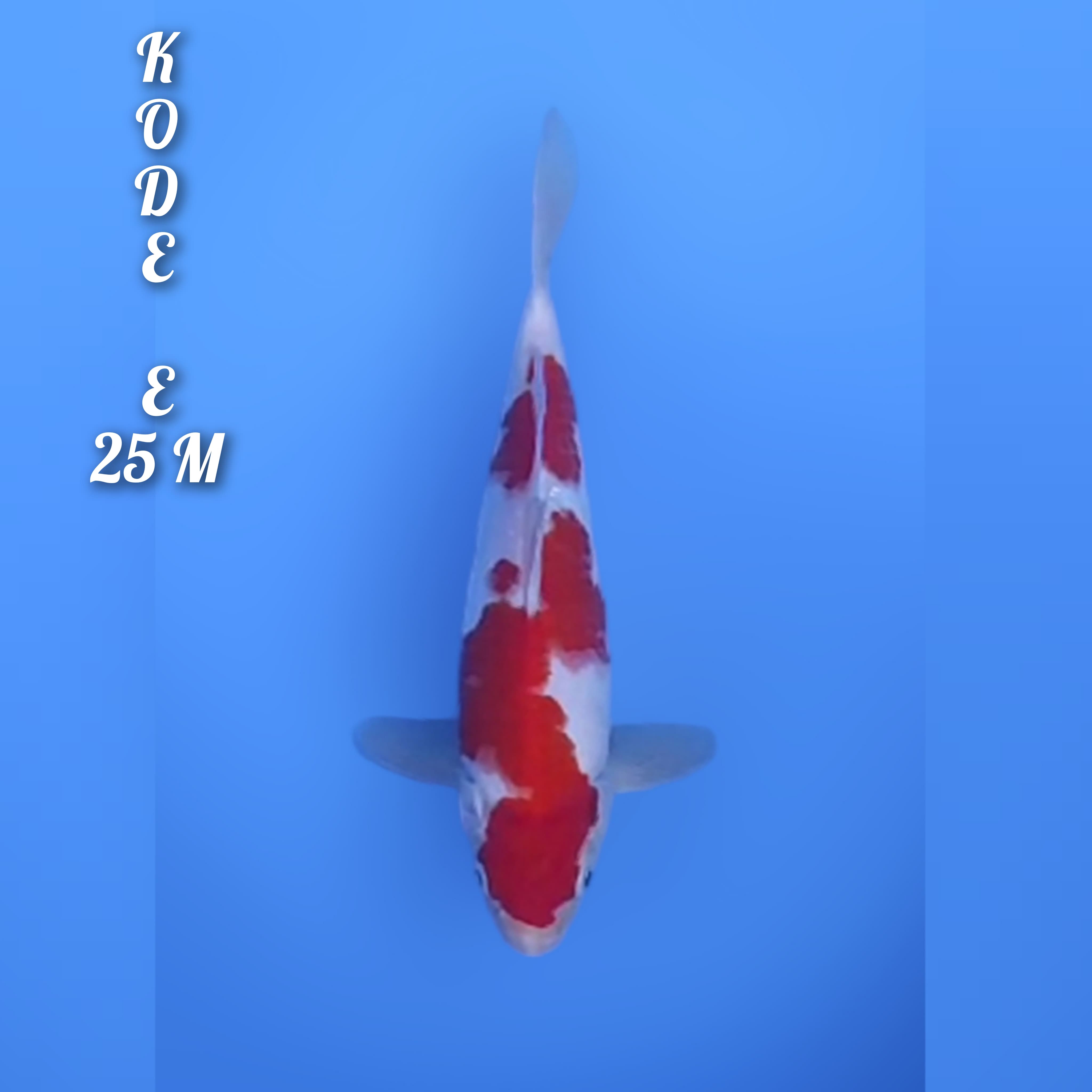 KOHAKU RED STRONG 25cm