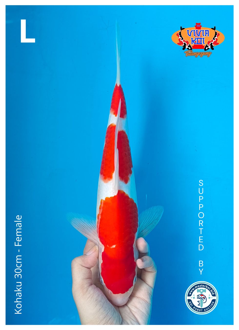 KOHAKU30cm