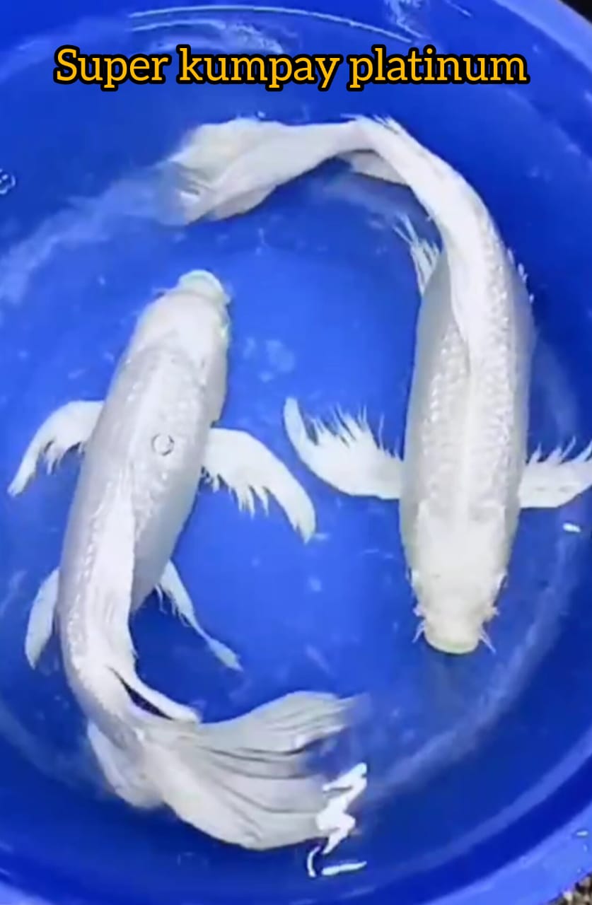 PKT SUPER KUMPAY PLATTINUM GINRIN PUTIH SALJU ISTIMEWA LOKASI IKAN DI BOJONG KOI CENTRE 3939cm