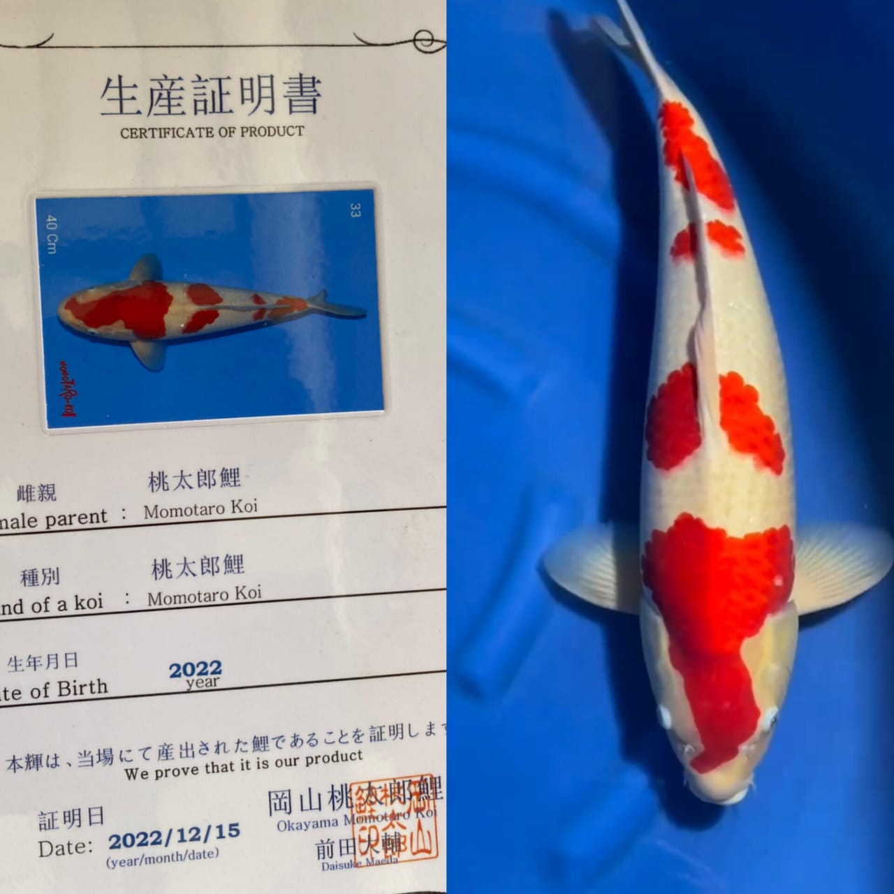 KOHAKU MALE IMPORT MOMOTARO KOI FARM JAPAN CERTIFIKAT IMPORT JUMBO IKAN KELAS SULTAN ISTIMEWA LOKASI TULUNGAGUNG 60cm